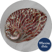 8779 - Polished Abalone - Red - 12.5cm